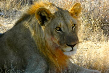 4-Day Etosha National Park on a Budget Tour from Windhoek