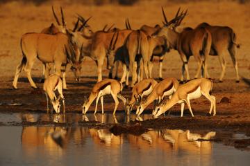 5-Day Exclusive Namibia Tour from Windhoek