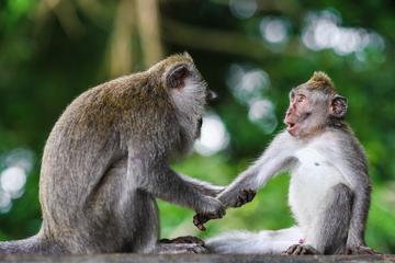 Private Amazing Taman Negara Day Trip from Kuala Lumpur Including Lunch