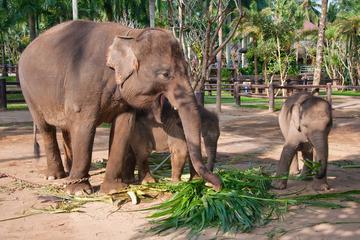 Private Day Tour to Elephant Orphanage Sanctuary