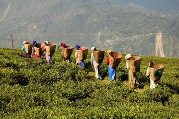 Private Nature Trip to Cameron Highlands from Kuala Lumpur