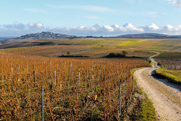 Wine and Cheese Day Trip in Loire Valley Region from Paris