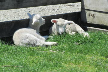 Sheepworld and Country Life