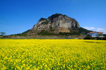 Full-Day Jeju West Coast Bus Tour with Lunch