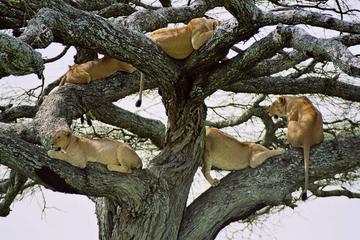11 Days Tanzania Luxury Wildlife Safari