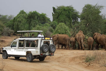 13 Days Best of Kenya Wildlife Safari Trail