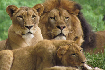3 Days Masai Mara Camping Safari All Inclusive