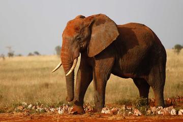 3 Days Tsavo West National Park Safari