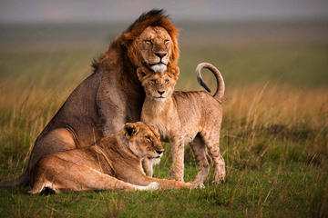 4-Days Masai Mara  and Lake Nakuru Luxury Safari All Inclusive