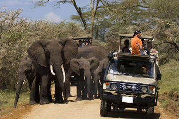 4days Tanzania Camping Safari to Lake Manyara Serengeti and Ngorongoro Crater