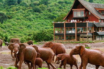 5-Day Aberdare Lake Nakuru and Masai Mara Safari from Nairobi