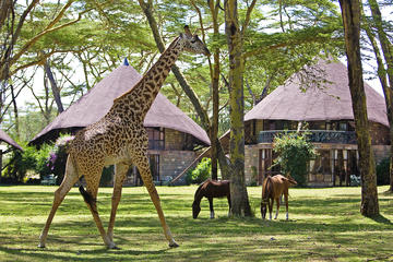 5days: Hell's Gate, Lake Naivasha, Lake Nakuru & Masai Mara Luxury Lodge Safari