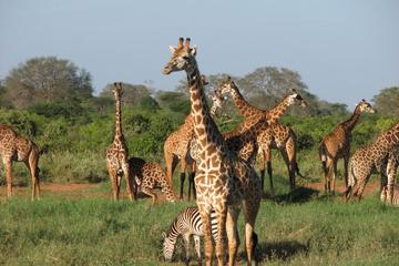 5days Tour to Amboseli Tsavo West and Tsavo East National Park