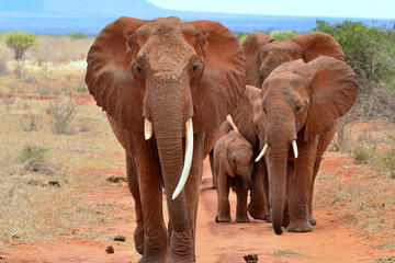 6-Day Camping Tour: Amboseli Lake, Nakuru and Masai Mara Wildlife Safari