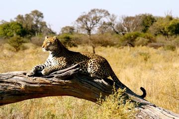 7days Magnificent Best of Kenya Wildlife Safari