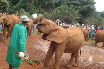 Elephant Orphanage and Giraffe Centre in Nairobi