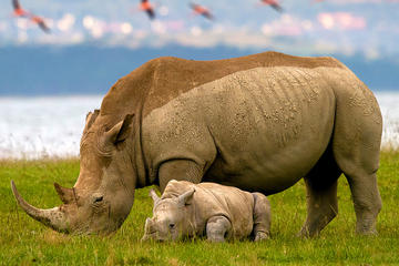 Lake Nakuru Day Trip From Nairobi
