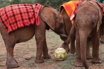 Nairobi Highlights:Giraffe Centre, Elephant Orphanage, National Museum, and More