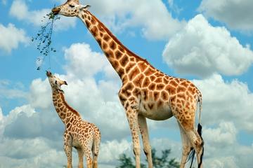 Nairobi Highlights: Karen Blixen, Kazuri Beads, and Giraffe Center