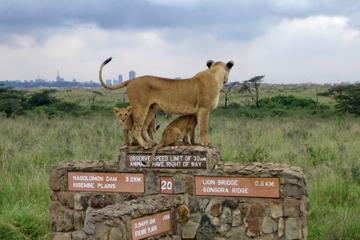 Nairobi National Park Safari from Downtown Nairobi