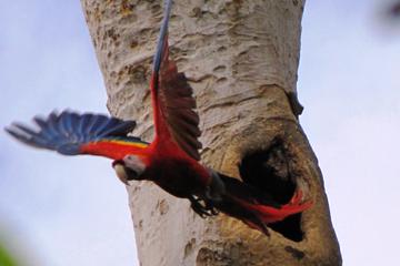 Bird Watch Tour in Ixpanpajul, Tikal or Taxha