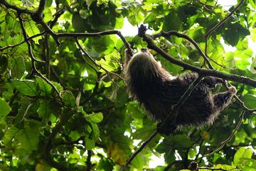 Mombacho Cloud Forest Reserve: Hike and Zipline Tour