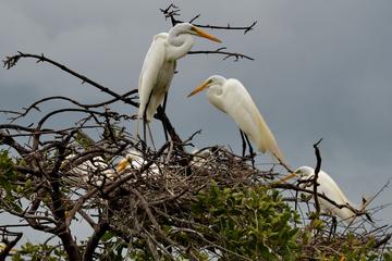 San Jacinto Hot Springs and Juan Venado Wildlife Reserve Boat Tour