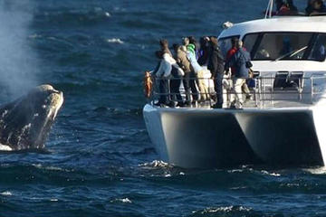 Full-Day Whale Watching and Wine Tasting Tour from Cape Town