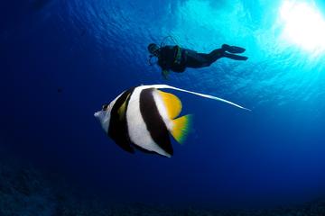 Bora Bora 2-Tank Certified Scuba Dive