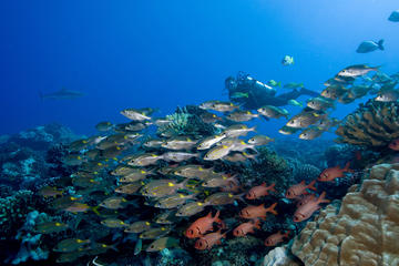 Bora Bora Fun Certified Scuba Dive