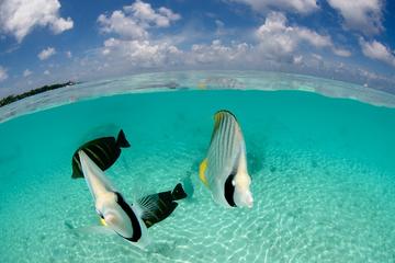 Bora Bora Introductory Scuba Dive