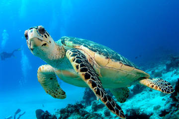 2 Tank Dive for Certified Divers in Los Cabos