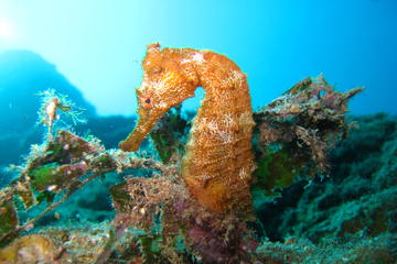 Discover Scuba (First Time Divers)