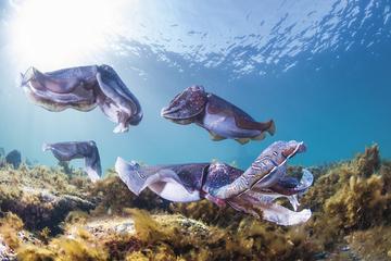 2-Day Small-Group Swim with Giant Cuttlefish Trip from Adelaide