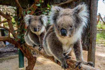 Cleland Wildlife Park Tour from Adelaide Including Mount Lofty Summit