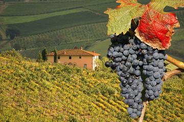 Full-Day Montalcino Truffle and Sommelier Bubbles Tour from Rome