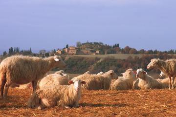 Pienza with Cheese and Wine Tasting Fullday from Florence