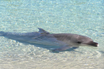 Tangalooma Resort Moreton Island Day Cruise with Optional Dolphin Feeding