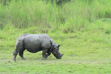Explore the one horn Rhino with eco  nature camp