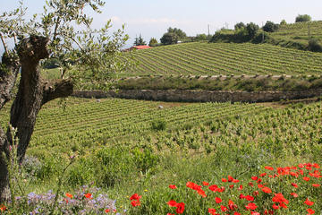 Wine and Cava Tour from Barcelona with Tastings and Brunch