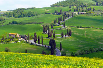 Pienza Val d'Orcia Montalcino Brunello Wine and Pecorino Cheese PRIVATE TOUR from Florence