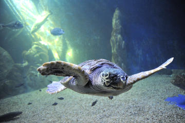 Cala Gonone Aquarium Admission Ticket