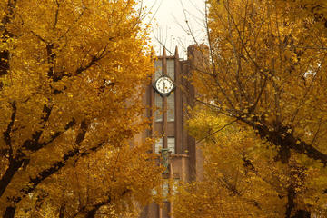 Autumn Leaves: Private Tokyo 4-Hour Walking Tour
