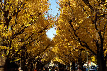 Autumn Leaves: Tokyo in Fall Full-Day Sightseeing