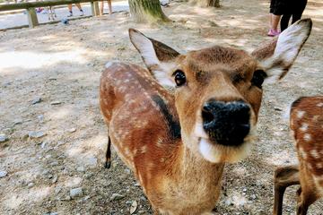 Nara Highlight Walking & local Sake tasting tour (Small-Group)