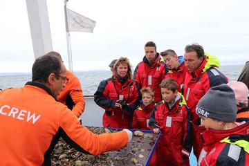 Whale Watching and Sea Wildlife Tour from Reykjavik including Taste...