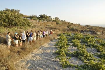 Santorini Wine Tasting and History Tour