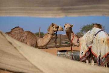 Al Ain City Sightseeing Tour - The Garden City