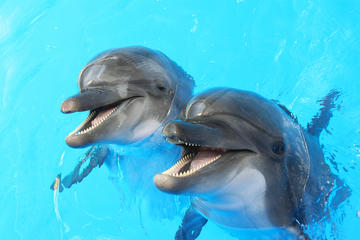 Dolphin and Seal show in Dubai Dolphinarium