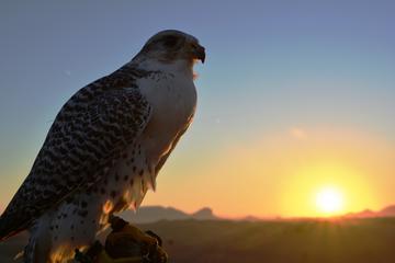 Private 4x4 Sunriser Desert Safari with Picnic breakfast & Falcon show
